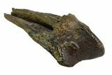 Partially Rooted Triceratops Tooth - North Dakota #128498-4